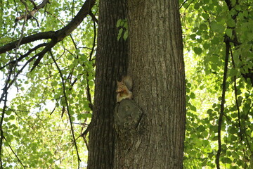 Obraz premium squirrel in a tree eats nuts in the park