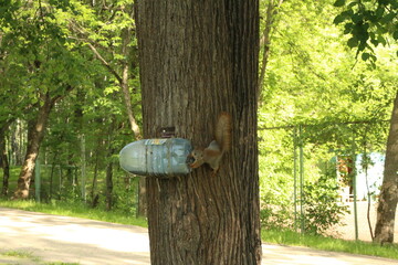 squirrel in a tree eats nuts in the park