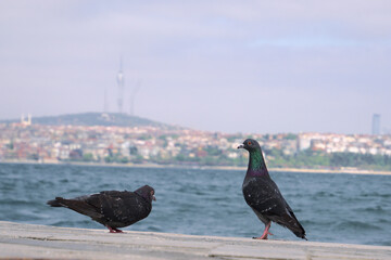Two pigeons on the seashore.