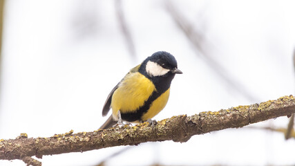 A great tit songbird perched on a lichen-covered branch