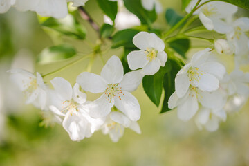 Apple blossom flowers in spring. Macro.