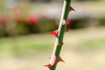 赤いバラのトゲ