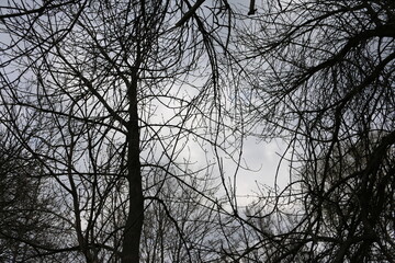 branches in autumn view from bottom to top sky
