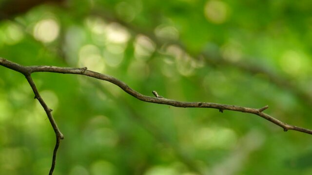 Panama-Torte Bilder – Durchsuchen 61 Archivfotos, Vektorgrafiken und ... Panama-Torte Bilder – Durchsuchen 61 Archivfotos, Vektorgrafiken und ...