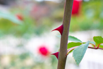 赤いバラのトゲ