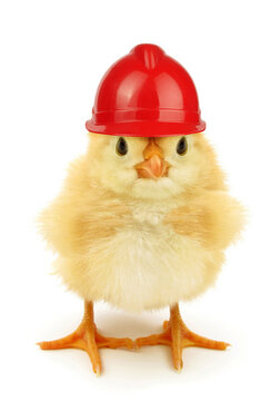 Cute chick with working helmet funny conceptual photo