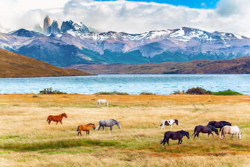 Fototapeta na wymiar The Torres del Paine park in Chile