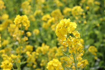 菜の花 黄色 鮮やか 可憐 美しい かわいい 花 アブラナ 満開 春 