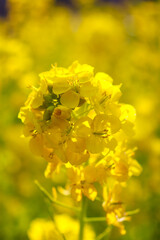 菜の花 黄色 鮮やか 可憐 美しい かわいい 花 アブラナ 満開 春 菜花 ほのぼの
