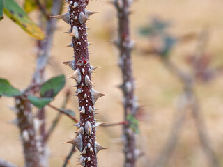 薔薇の棘
