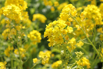 菜の花 黄色 花畑 美しい 鮮やか 可憐 菜花 かわいい イエロー パステル