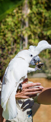 White Umbrella Cockatoo Parrot on a Woman's Hand 