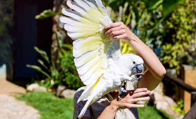 White Umbrella Cockatoo Parrot on a Woman's Hand 