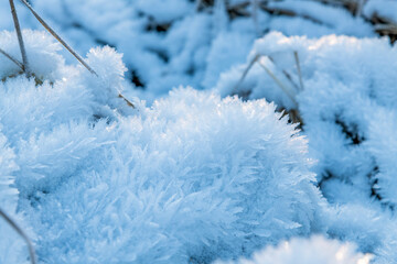 Close-up view of dry grass in severe frost covered with ice crystals that look like snowflakes at sunset in forest. Beautiful nature background. Winter weather forecast theme. Selective focus.