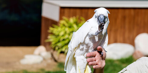 White Umbrella Cockatoo Parrot on a Woman's Hand 