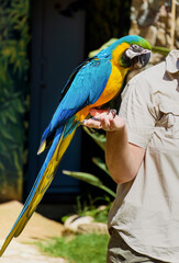 Blue and Yellow Tropical Macaw Parrot on a Woman's Hand