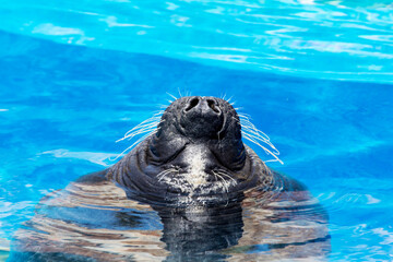 Close up of a Sea Lion Nose Breathing  in a Blue Water 