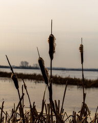 reeds on the lake