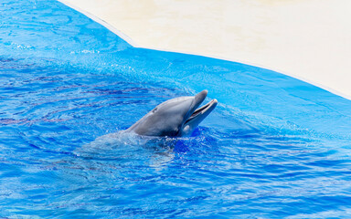Dolphin Swimming in a Pool 