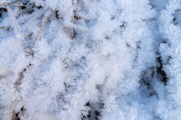 Close-up view of dry grass in severe frost covered with ice crystals that look like snowflakes at sunset in forest. Beautiful nature background. Winter weather forecast theme. Selective focus.