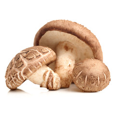 Shiitake mushroom on the White background 