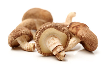 Shiitake mushroom on the White background 