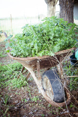 Ecological wild fern planted in greenhouse
