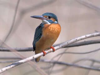 A beautiful kingfisher with a bright orange belly