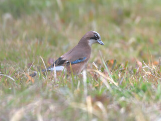 A jay on the grass with a mysterious face
