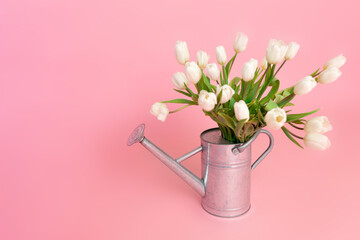 Fresh cut white tulips in steel watering can on pink background with copy space. Springtime concept
