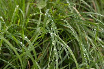 Dewy green grass