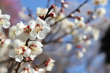 梅の花と青空