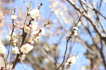 梅の花と青空