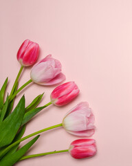 Spring composition with tulips on pink background.