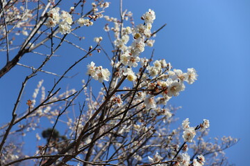 梅の花と青空