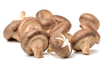 Shiitake mushroom on the White background 