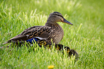 Selective focus photo. Mallard female duck with baby ducks.