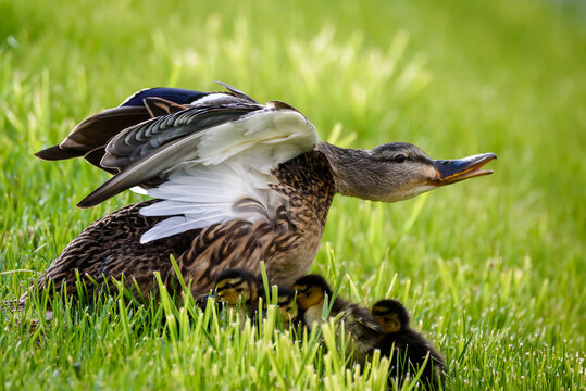 Selective focus photo. Mallard female duck with baby ducks.