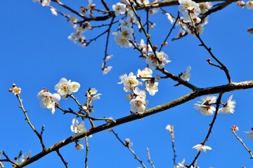陽ざしを浴びて梅の花　春の空　風景　