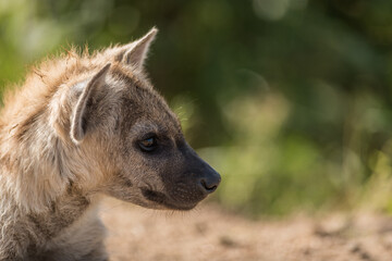 Closeup of a little Spotted Hyena cub's face from the side, looking and enjoying the morning sun with a blurred green background, Kruger National Park. 