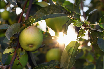 Green apple on a brunch