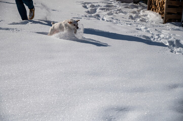 weißer Hund im hohen Schnee
