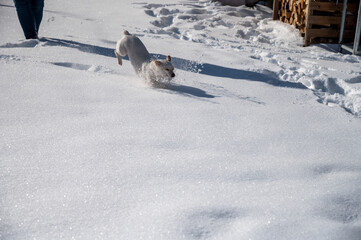 weißer Hund im hohen Schnee