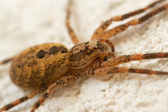 ragno aracnide Zoropsidae