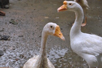 goose on the beach