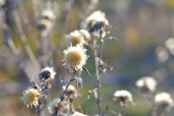 Obraz premium Floral Background in natural color palette