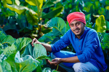 Young indian farmer looks at the farmland, the cauliflower field. The concept of growing cereals, vegetables.