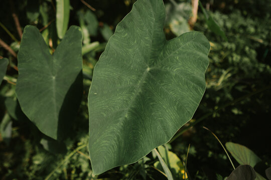 Taro in Queen Sirikit botanical garden in Thailand