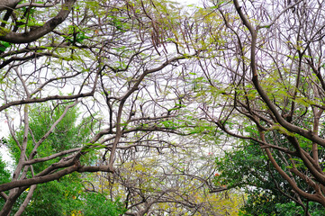 Intermingling Tree Branches