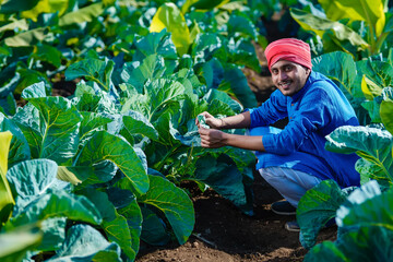 Young indian farmer looks at the farmland, the cauliflower field. The concept of growing cereals, vegetables.